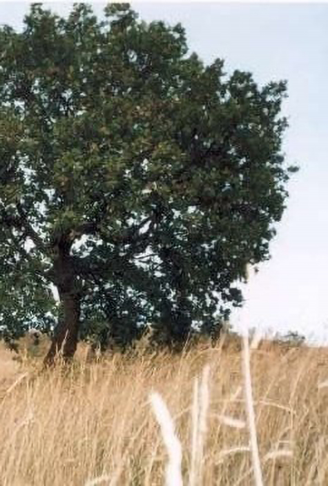 La quercia